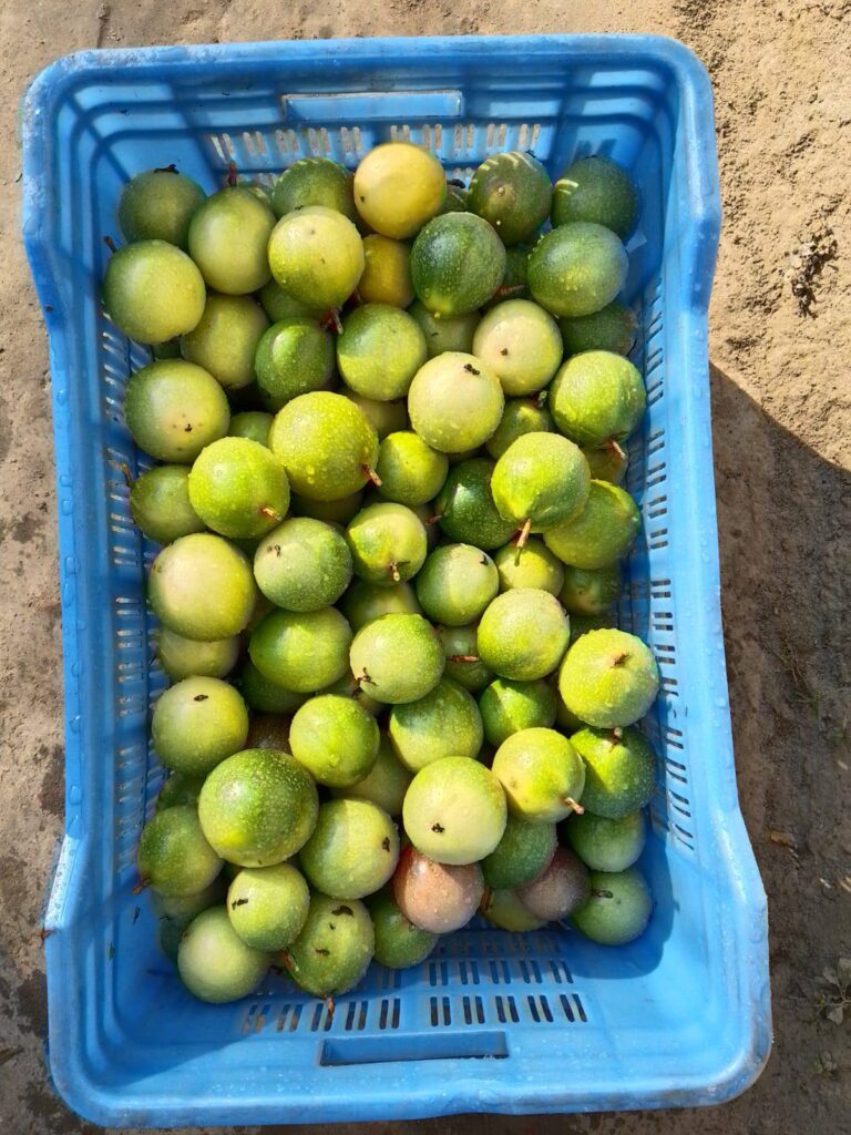 Passion fruit